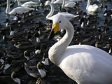 070310swan01.jpg