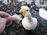 070310swan01.jpg