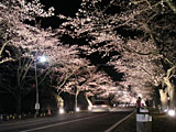 夜の森の桜