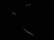 桑折ホタル祭り